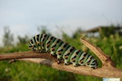 Papilio-machaon-27