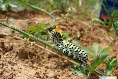 Papilio-machaon-30