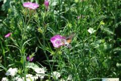 Macroglossum-stellatarum-0