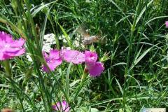 Macroglossum-stellatarum-4