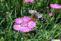 Macroglossum-stellatarum-6