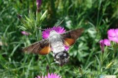 Macroglossum-stellatarum-7