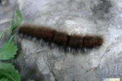 Macrothylacia-rubii-2
