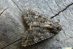 Mamestra-brassicae-1