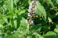 Mentha-longifolia-0