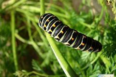 Papilio-machaon-1