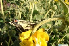 Papilio-machaon-14