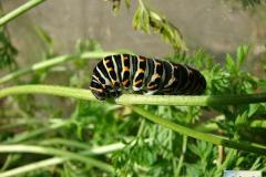 Papilio-machaon-2