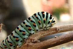Papilio-machaon-24