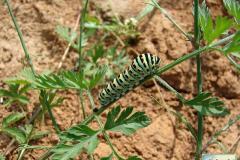 Papilio-machaon-28