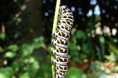 Papilio-machaon-8