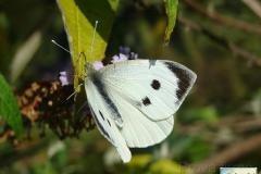 Pieris brassicae - Foto: Valentina Ferraiuolo