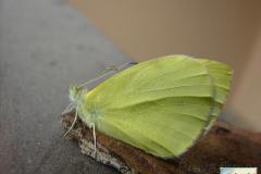 Pieris brassicae - Foto: Valentina Ferraiuolo