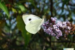 Pieris brassicae - Foto: Valentina Ferraiuolo