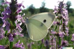 Pieris brassicae - Foto: Valentina Ferraiuolo