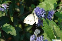 Pieris-rapae-3