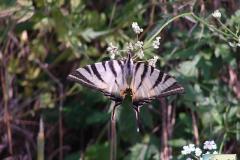 Iphiclides-podalirius-3