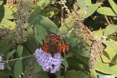 Polygonia-c-album-1