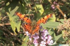 Polygonia-c-album-2