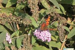 Polygonia-c-album-6