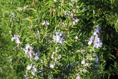 Rosmarinus-officinalis-0