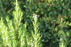 Rosmarinus-officinalis-1