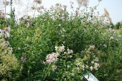 Saponaria-officinalis-0