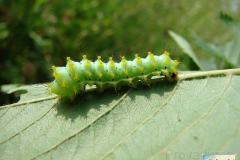 Saturnia-pyri-31