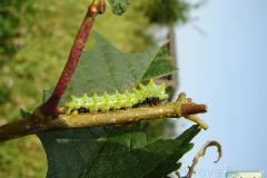 Saturnia-pyri-32