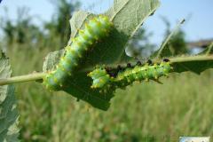 Saturnia-pyri-39