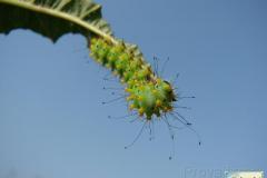 Saturnia-pyri-40