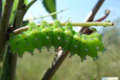 Saturnia-pyri-42