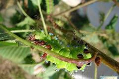 Saturnia-pyri-44