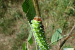 Saturnia-pyri-46