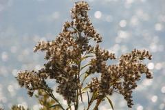 Solidago-canadensis-0