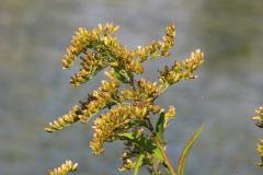 Solidago-canadensis-1