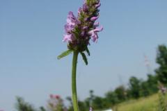 Stachys-officinalis-0