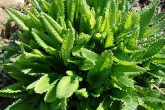 Stachys-officinalis-1