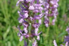 Stachys-officinalis-2