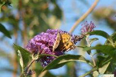 Vanessa-cardui-1