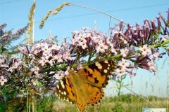 Vanessa-cardui-11
