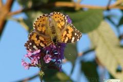 Vanessa-cardui-2