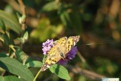 Vanessa-cardui-3