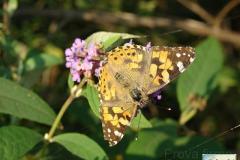 Vanessa-cardui-4