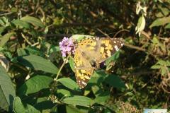 Vanessa-cardui-5