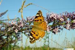 Vanessa-cardui-6