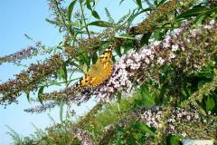 Vanessa-cardui-8