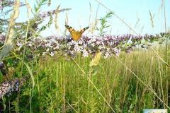 Vanessa-cardui-9
