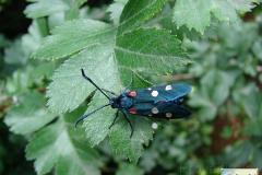 Zygaena-ephialtes-5