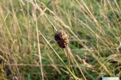 Zygaena-filipendulae-0